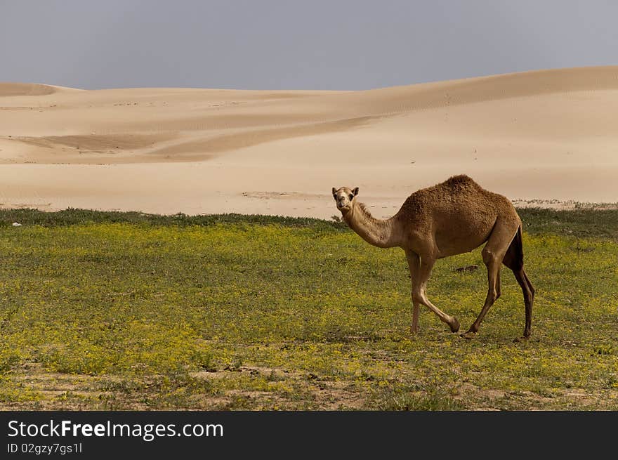 Desert with camel and sand dune, Oman