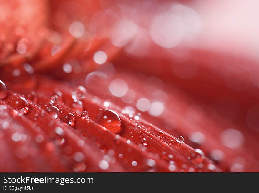 Red gerbera petals covered in droplets. Red gerbera petals covered in droplets