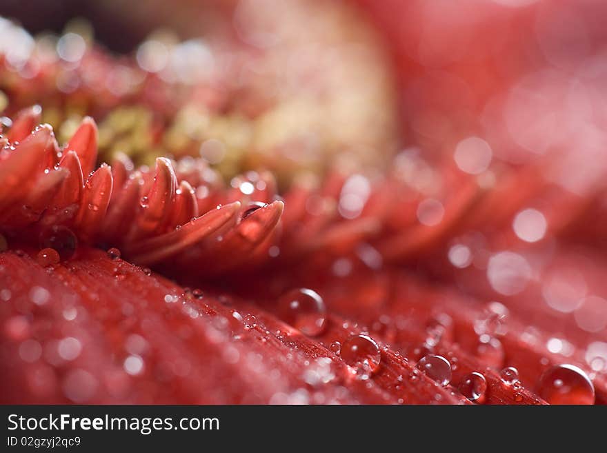 Red gerbera petals covered in droplets. Red gerbera petals covered in droplets