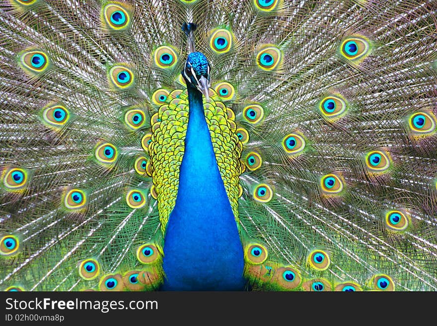 Peacock seen up close with all pyime explained