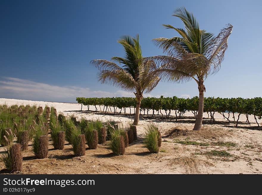 Palm oasis in the desert, Oman