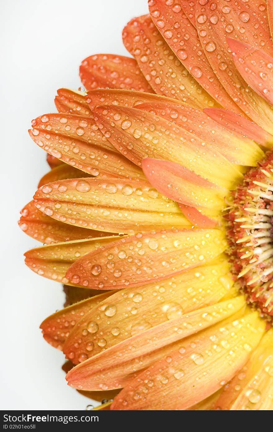 Orange gerbera with smal waterdrops over white. Orange gerbera with smal waterdrops over white