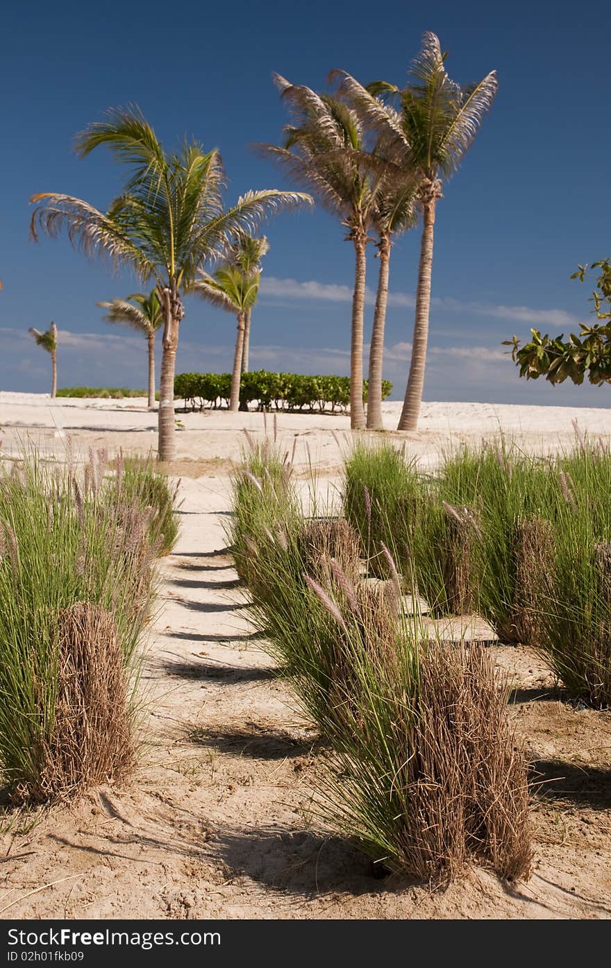 Palm oasis in the desert, Oman