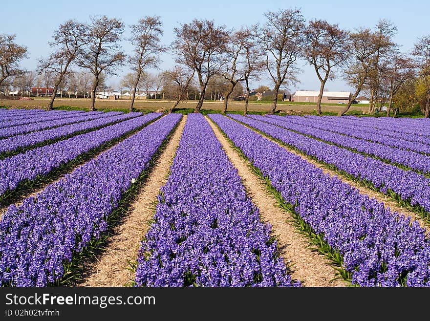 Field of violet flowers - Hyacint