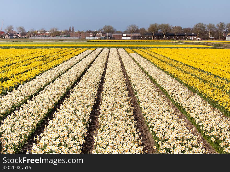 Field Of White And Yellow Flowers