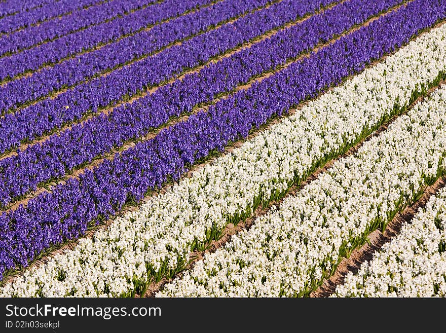 Field of violet and white flowers