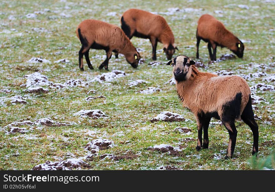 Sheep looking in the camera on a snowy pasture with other sheeps out of focus. Sheep looking in the camera on a snowy pasture with other sheeps out of focus