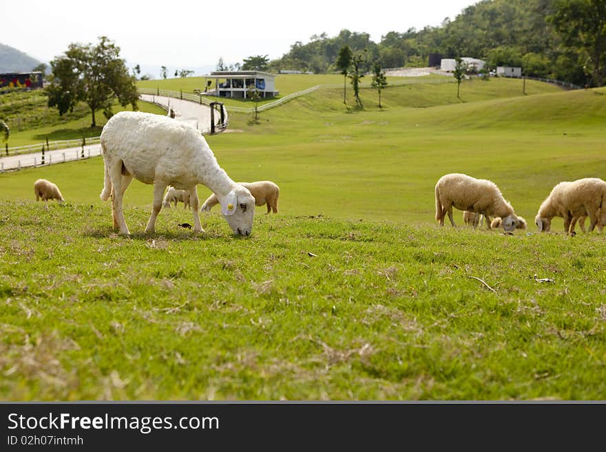 The Sheep Farm in Thailand