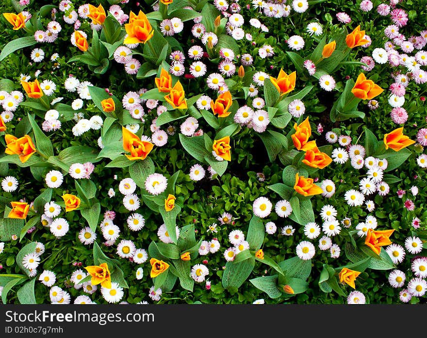 Flower field shot from above. Flower field shot from above