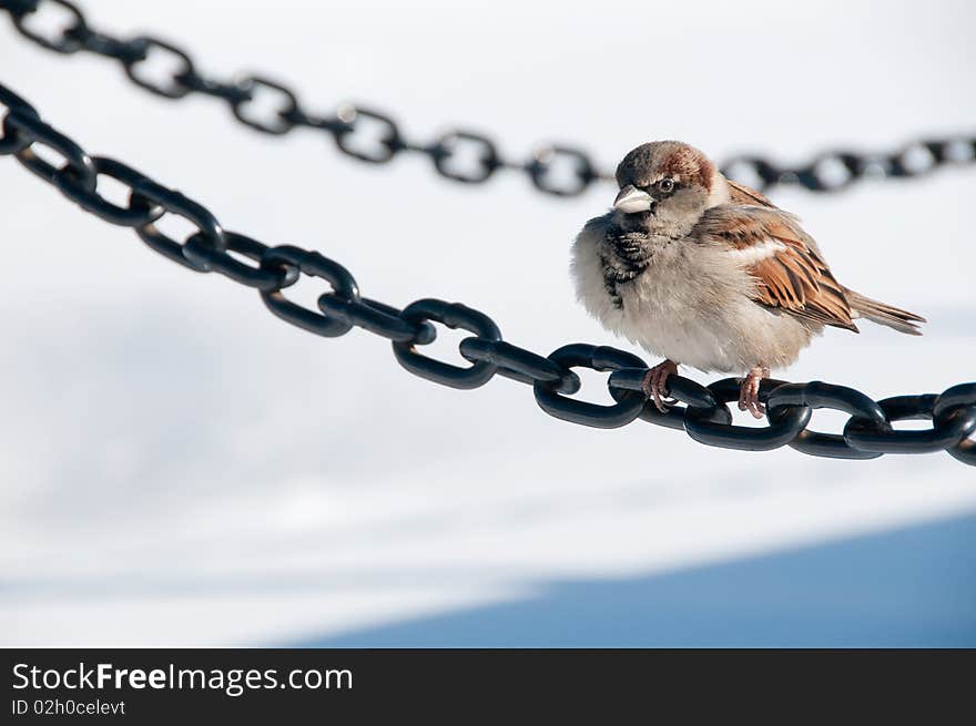 Sparrow sitting on a chain in Washington D.C. Sparrow sitting on a chain in Washington D.C.