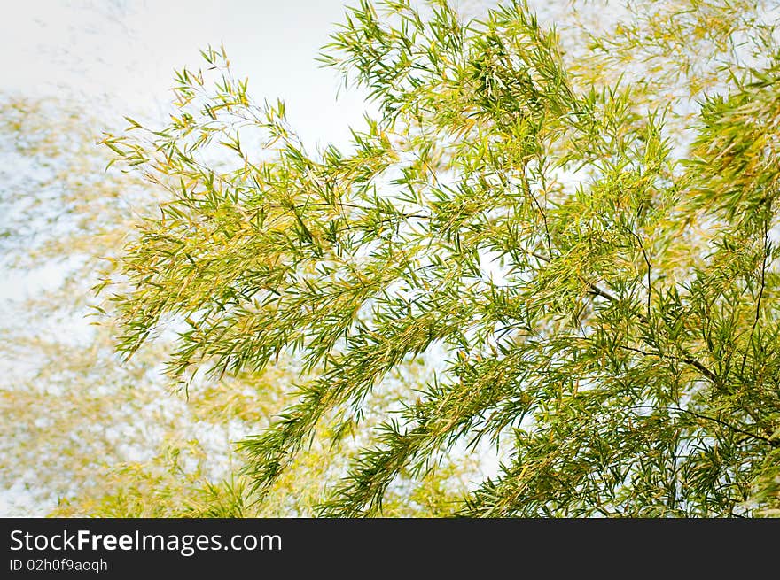 Bamboo Leaves