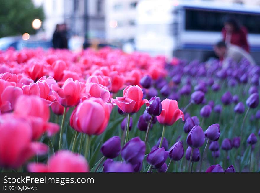 Field of Pink and purtle tulips