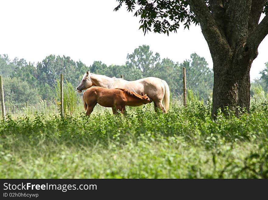 Horse nursing her young in a meadow