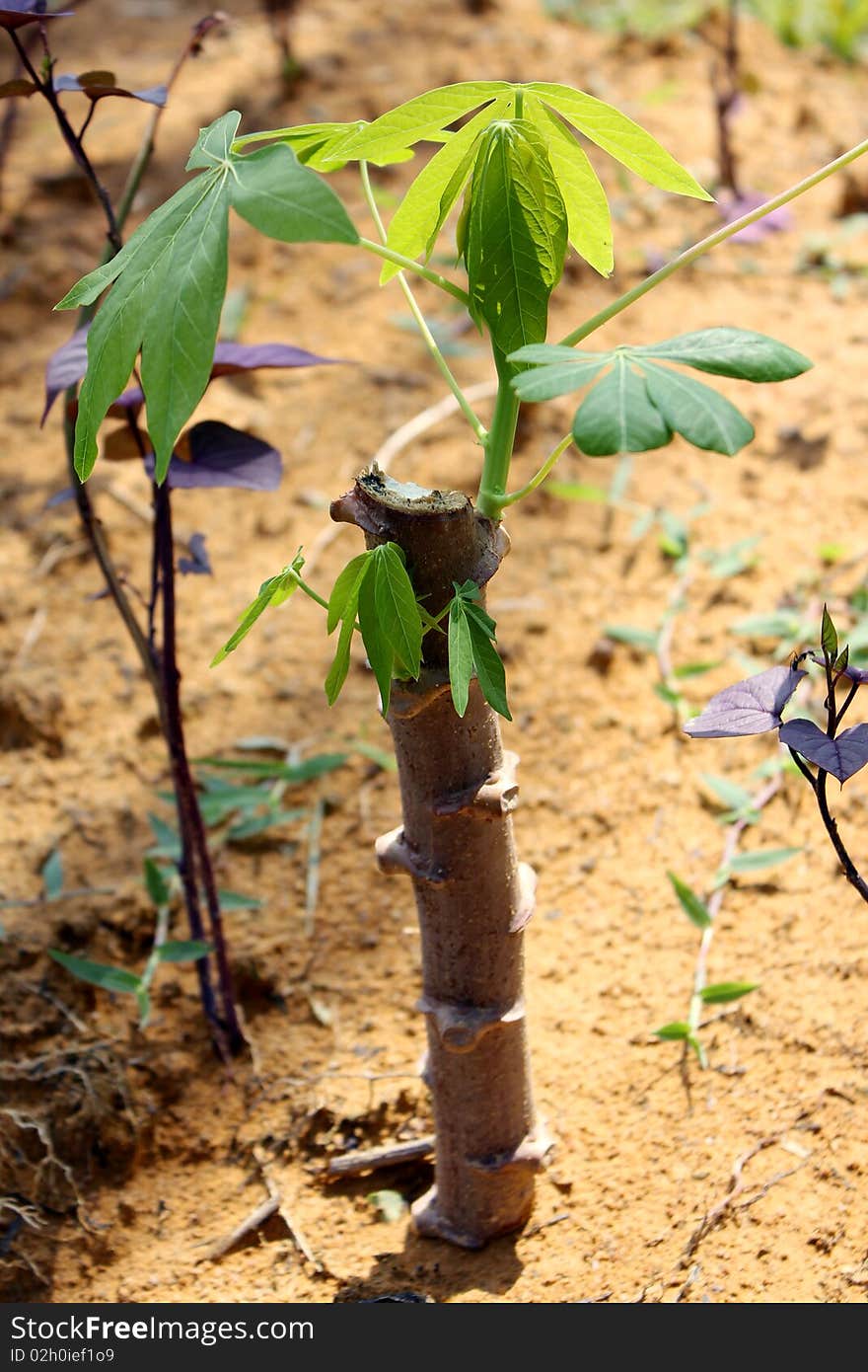 Growing green plant-New life. Growing green plant-New life