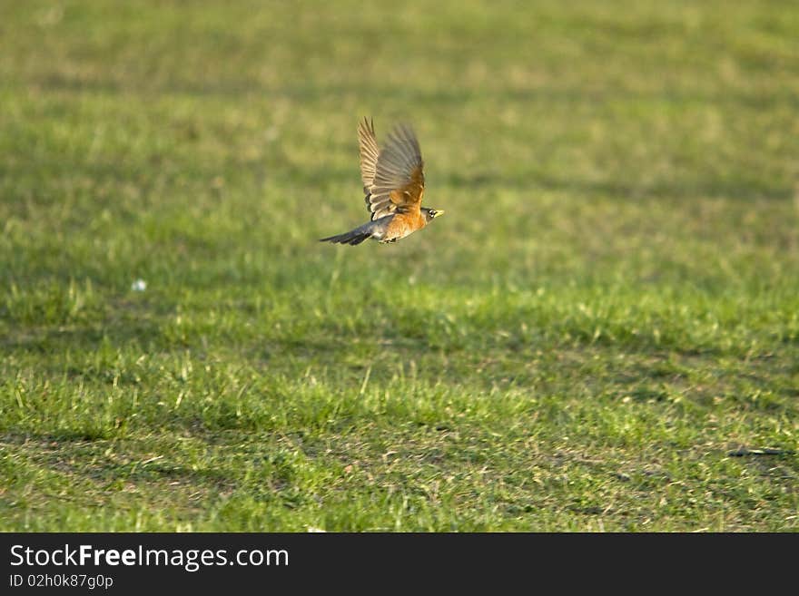 Robin In Flight