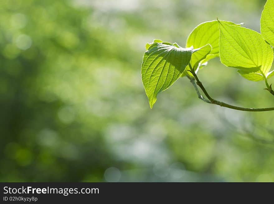 Dogwood leaves in sunlight