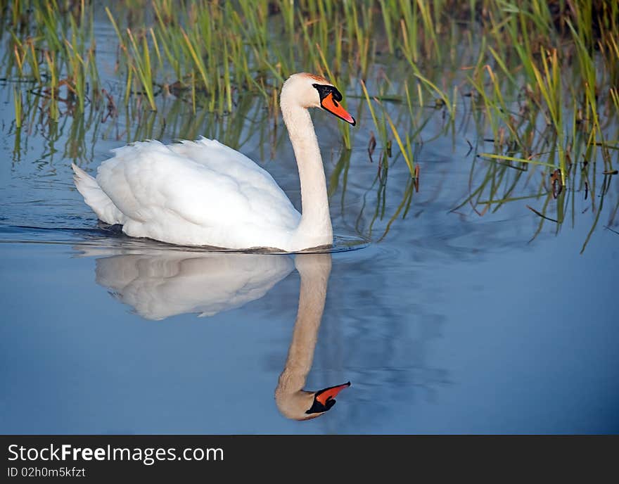 Mute swan on river in reeds. Mute swan on river in reeds