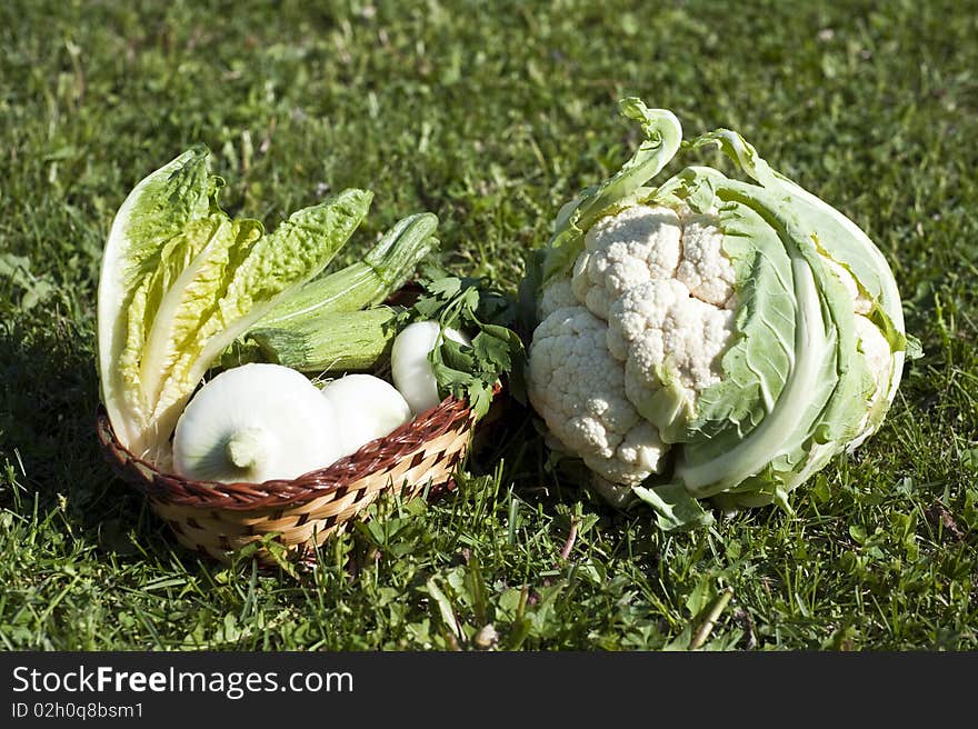 Different vegetables freshly picked from the garden and laid on the grass