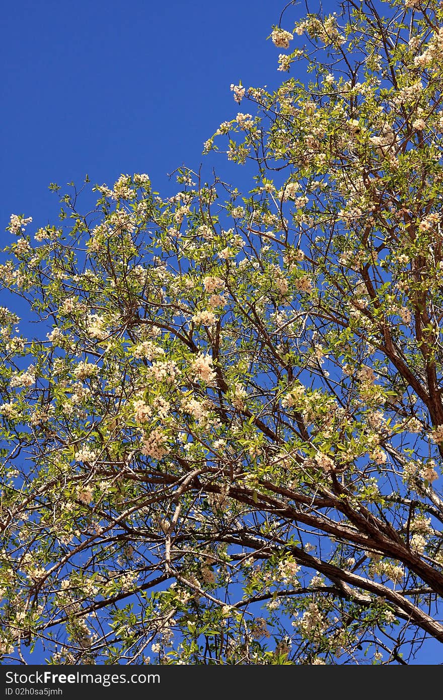 Branches of a blossoming tree against an unflawed sky. Branches of a blossoming tree against an unflawed sky.