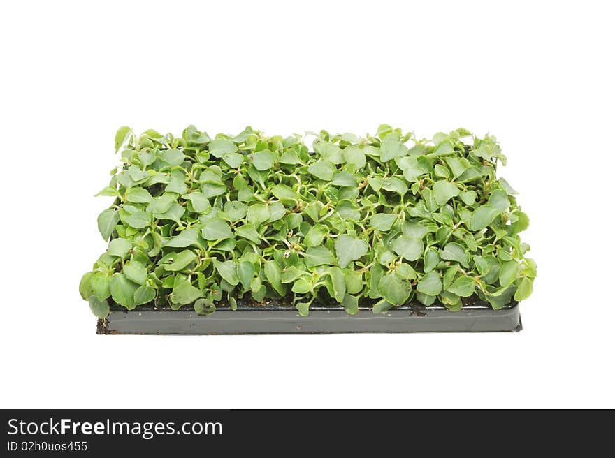 Tray Of Plant Seedlings