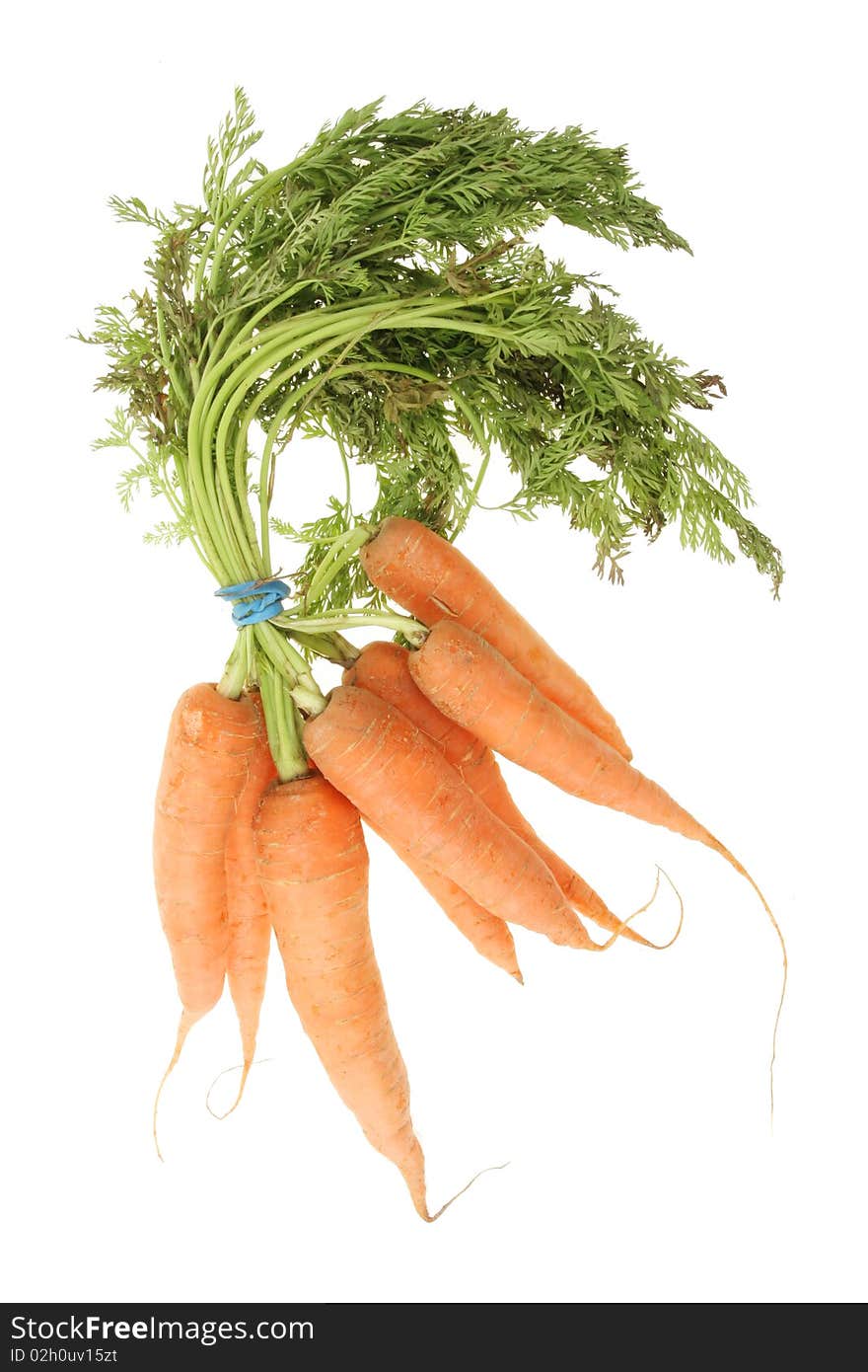 Fresh Carrots