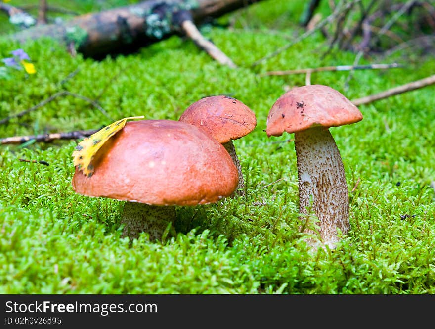 Three orange-cup mushrooms