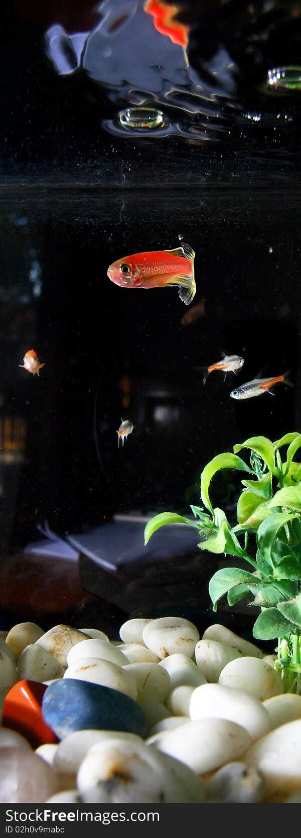 Red fish in a dark aquarium