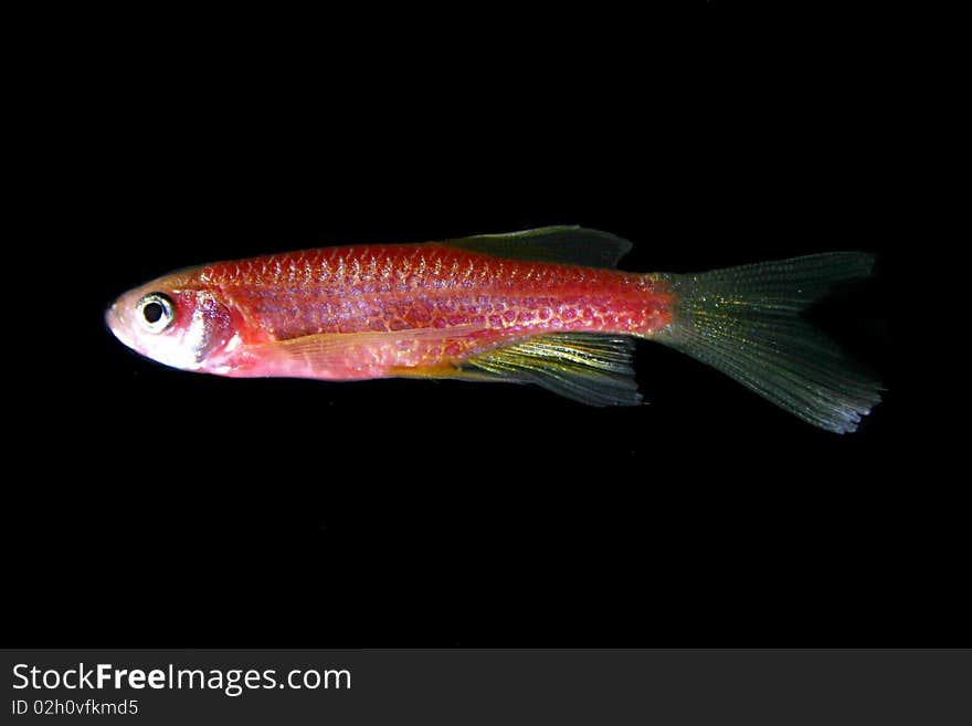 Red fish in a dark aquarium