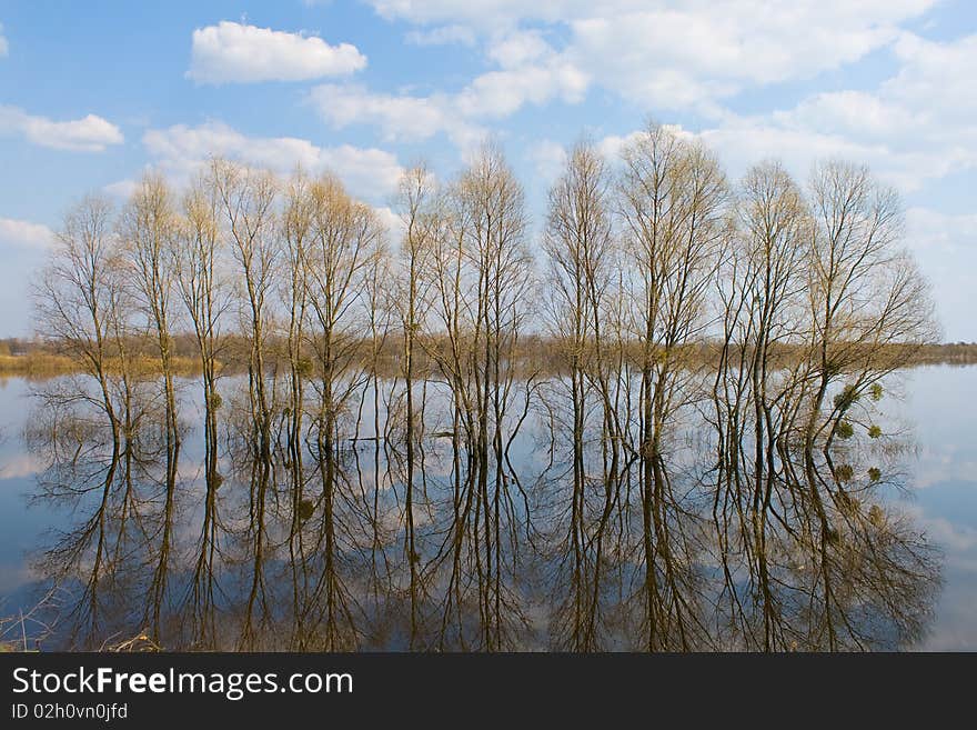 Trees in water-meadow