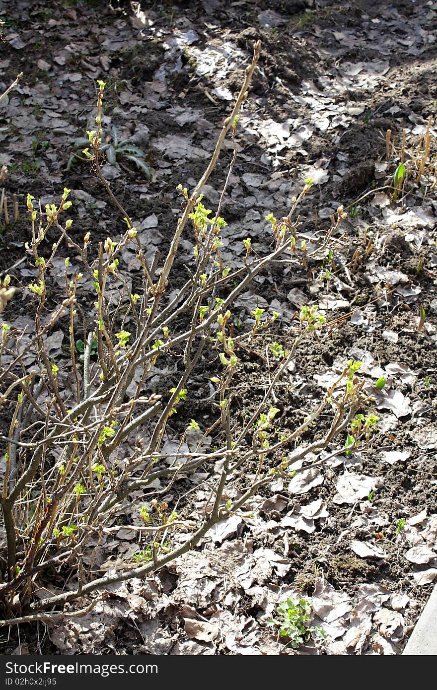 Currant bush