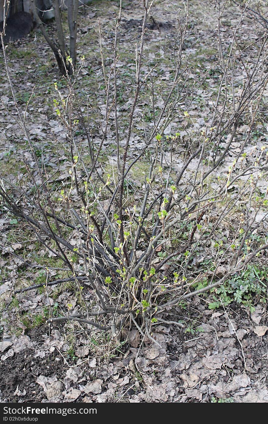 Currant bush