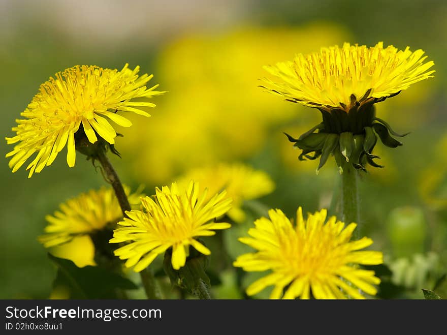 Flowers view in perspective in a green field