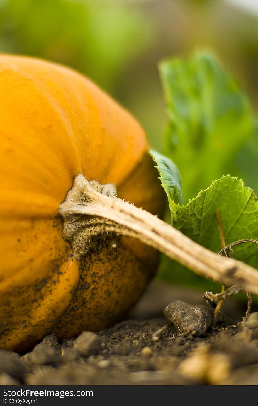 A close-up of a yellow-orange pumpkin with some green leaves. A close-up of a yellow-orange pumpkin with some green leaves.