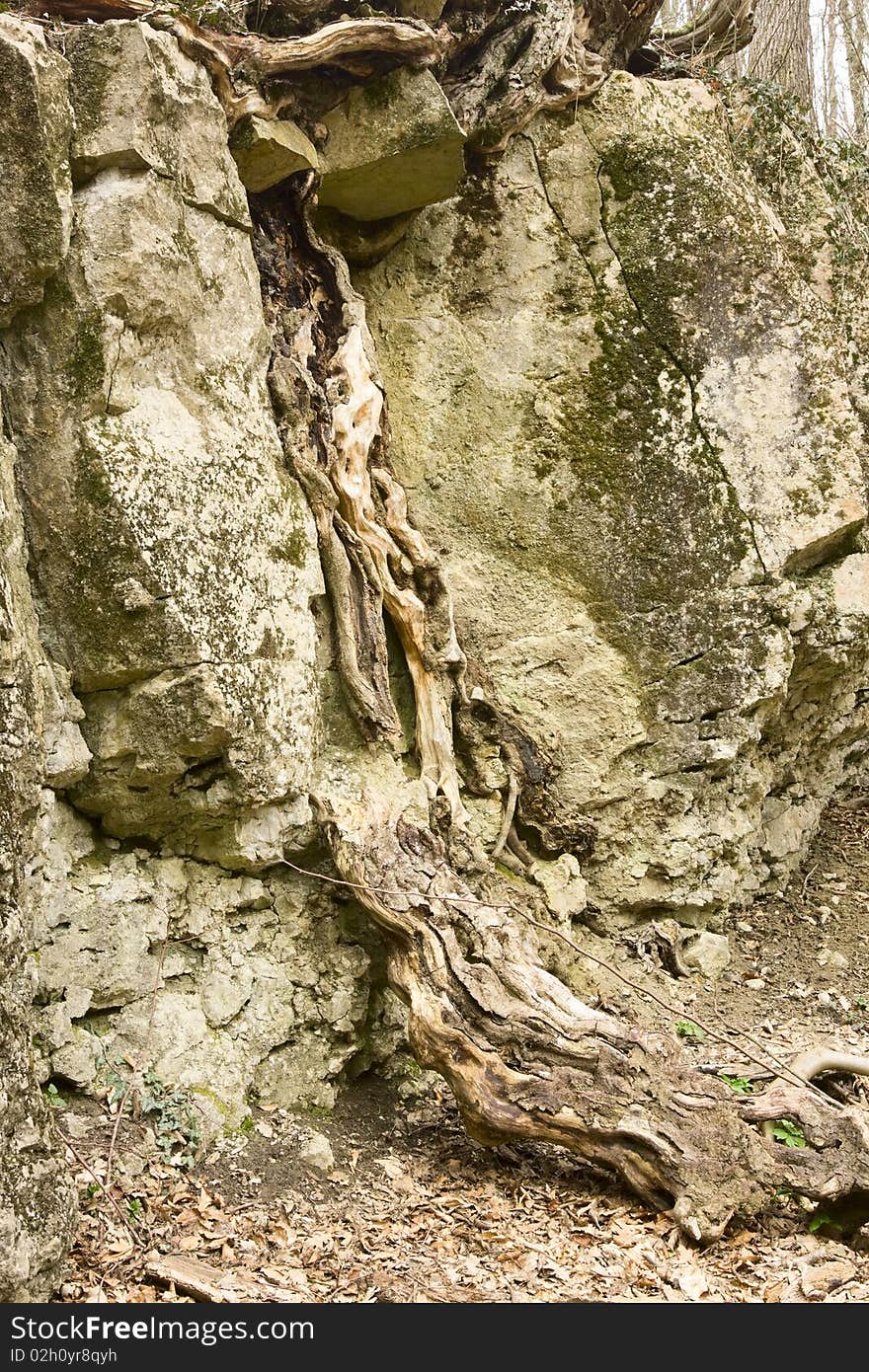 Fanciful Root