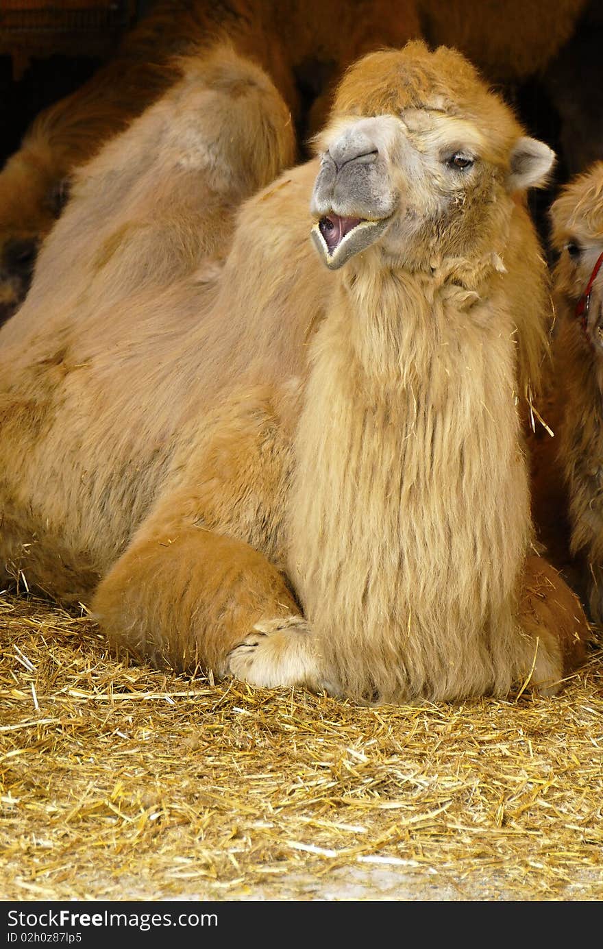 Nice camel in the zoo of famous circus