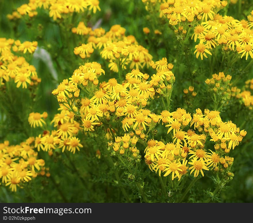 Vitality  yellow Bouquet