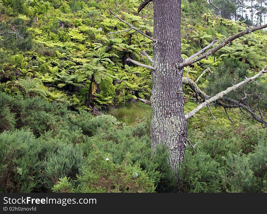 Old big Trunk with Wrinkle bark