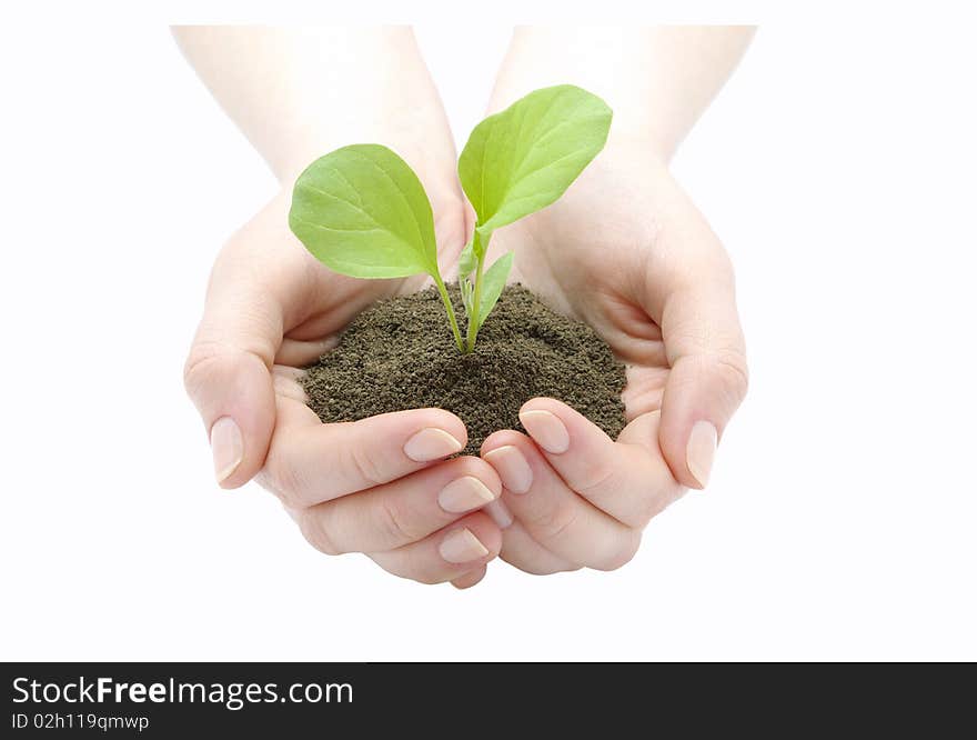 Hands and plant isolated on white background