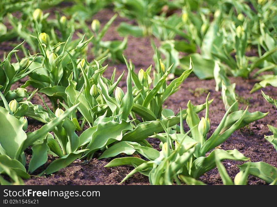 Tulips sproud in spring garden. Tulips sproud in spring garden