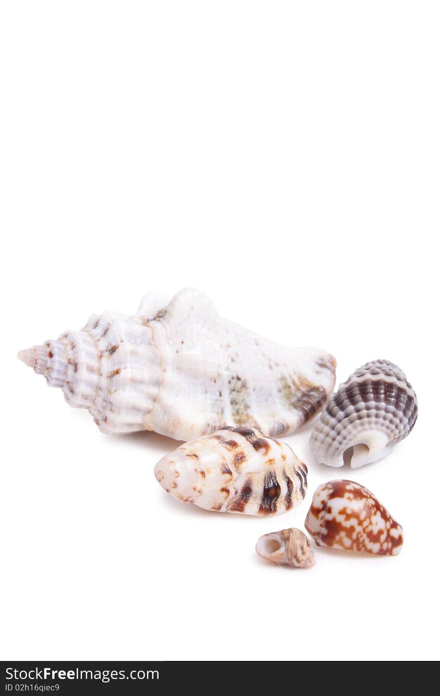 Seashell on white background (isolated, close up)