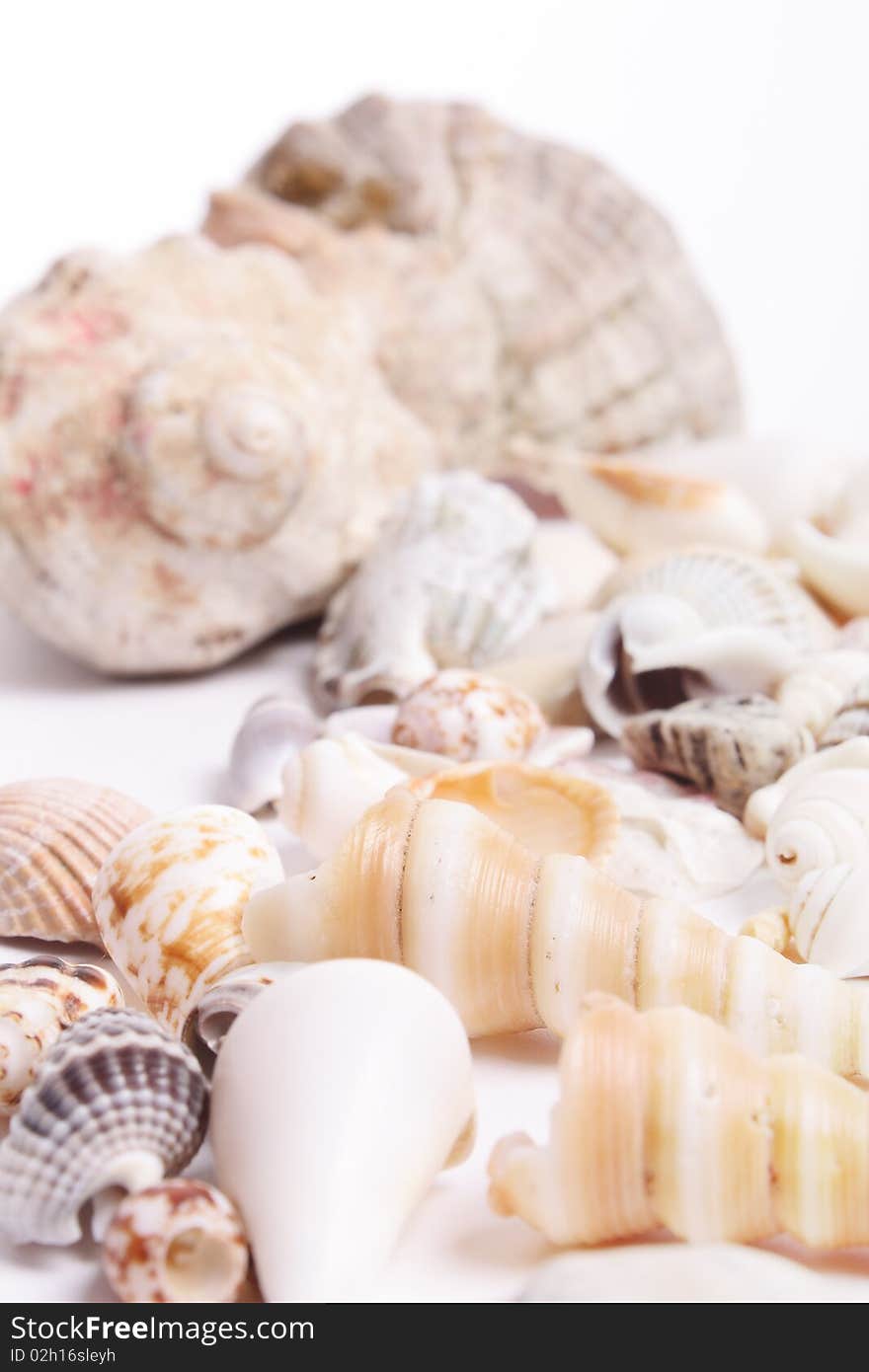 Seashell on white background (isolated, close up)