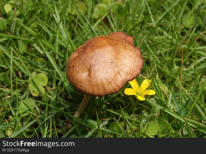 Meadow mushroom, as well as flower, this is one of nature's beauty. Meadow mushroom, as well as flower, this is one of nature's beauty.