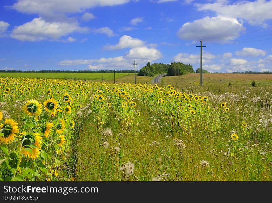 A beautiful field of flower