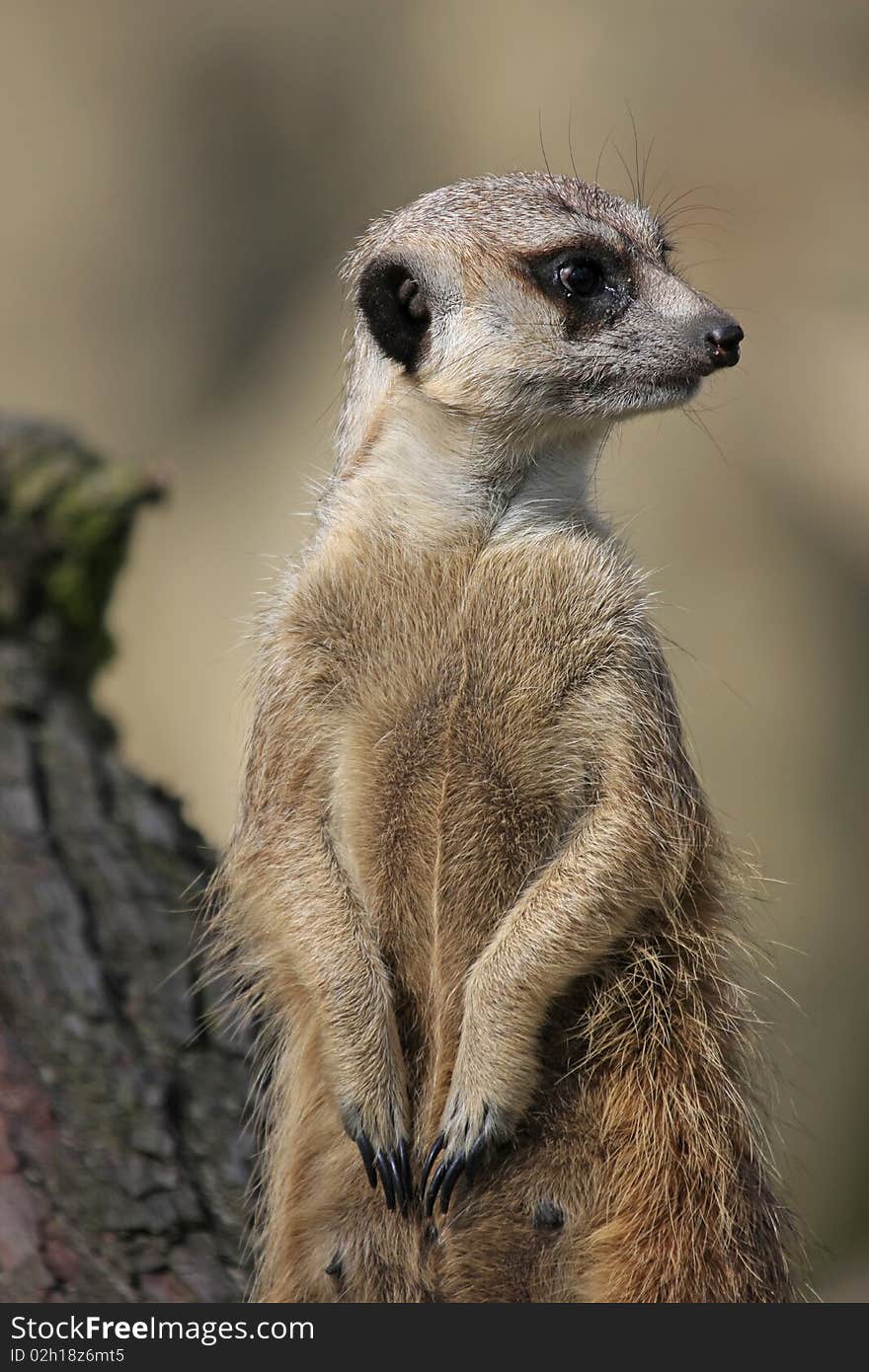 Meerkat, predatory mammal from Kalahari desert