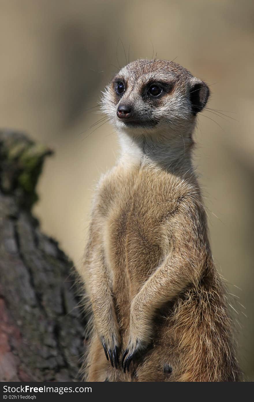 Meerkat