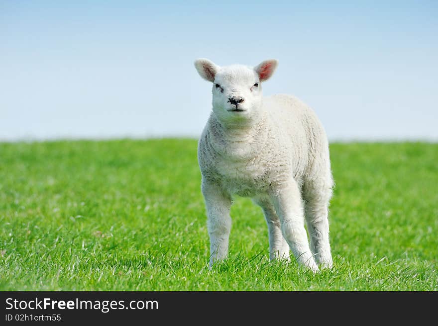 Cute lamb in spring, Friesland The Netherlands