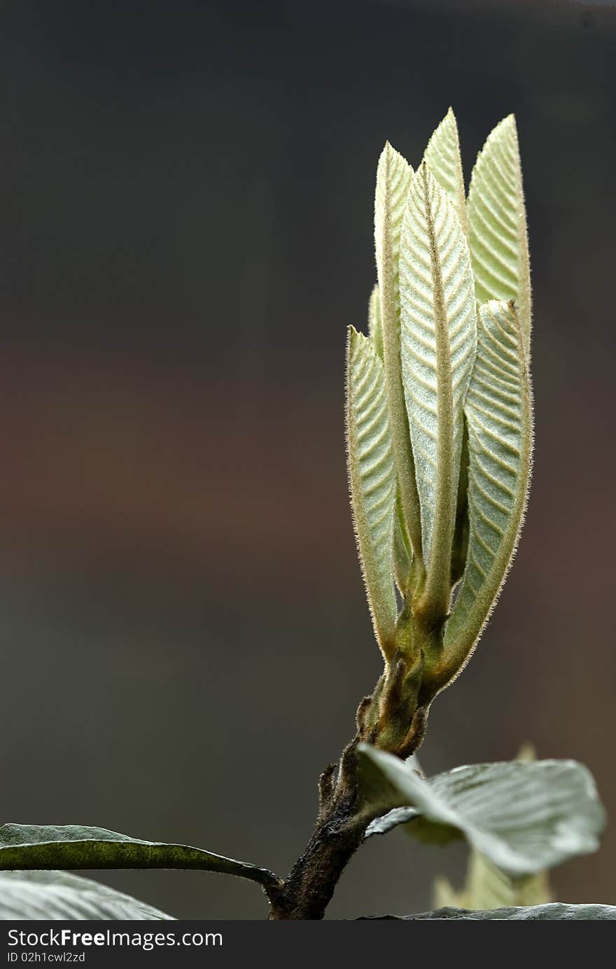 Beautiful closeup of a fresh leaf.