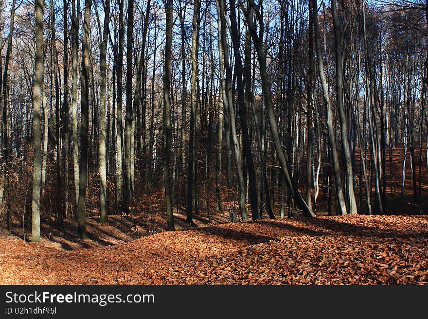 Forest Autumn, photo taken in Govora, Romania