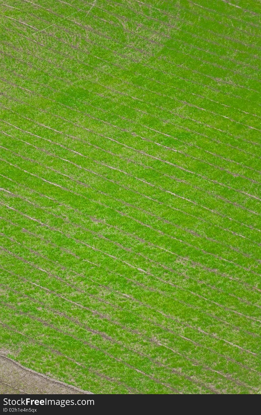 Green Rice terraces in Ladakh, India