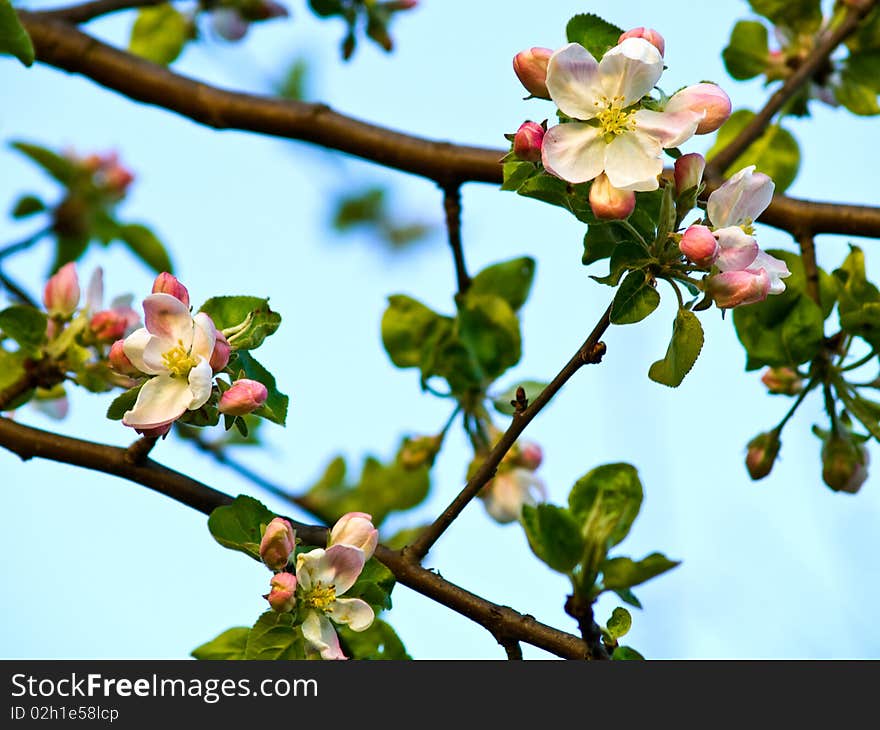 Apple flower